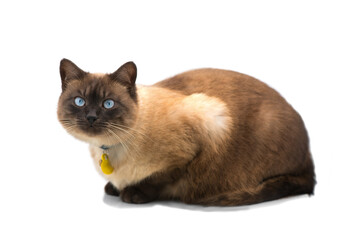 Cute Thai brown with beige cat with blue eyes isolated on white background, portrait. Purebred siamese kitten sitting and looking at camera, studio shot, close up.