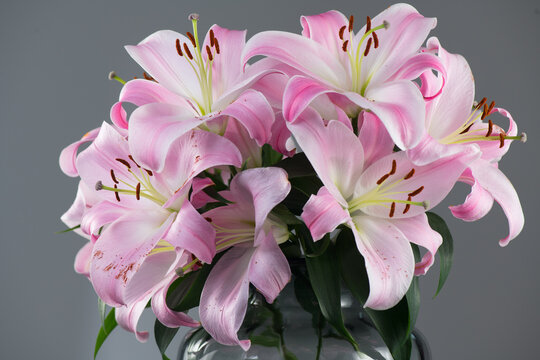 Beautiful lily flowers bouquet in a glass vase. Lillies. Pink lilies design. Big bunch of fresh fragrant lilies purple background, close up