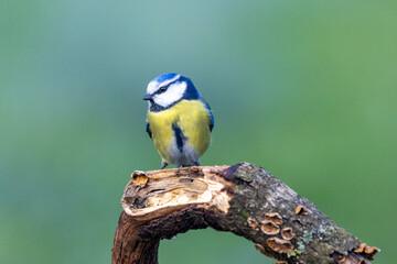 Blaumeise (Cyanistes caeruleu)