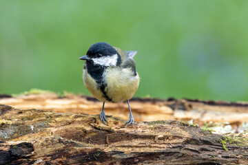 Kohlmeise (Parus major)