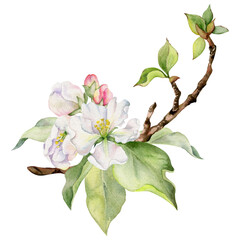 Hand drawn watercolor apple flowers on branch with leaves, white, pink and green. Square composition Isolated on white background. Design for wall art, wedding, print, fabric, cover, card, invitation.