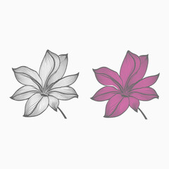 Lily flowers coloring books Make Line art, hand-drawn illustrations.Perfect for creating coloring pages, coloring books, enchanting holiday invitations, and other creative projects.