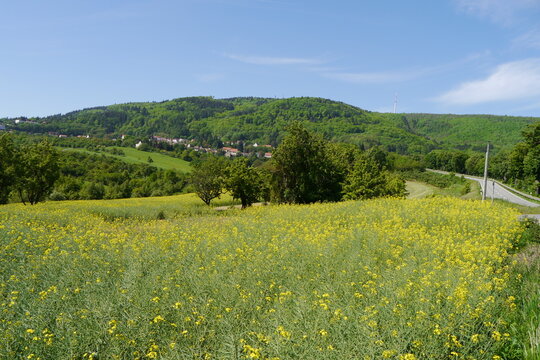 Blick zum Donnersberg mit bl&uuml;hendem Rapsfeld
