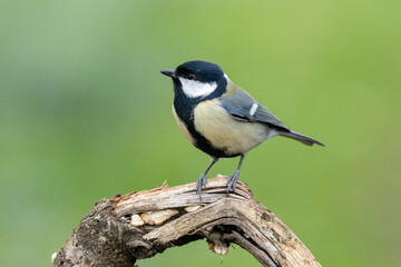 Kohlmeise (Parus major)