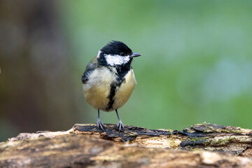 Kohlmeise (Parus major)