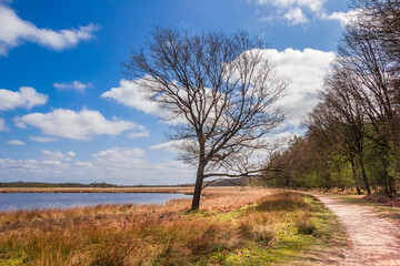 Tree at the walking path in nature area Duurswouderheide, Netherlands