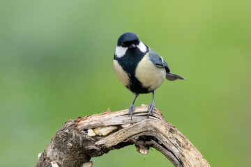 Kohlmeise (Parus major)