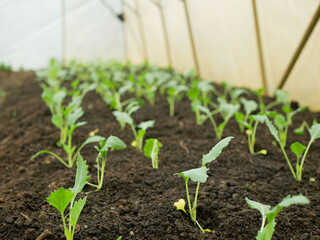 Kohlrabi greenhouse seedlings young planting tuber bio detail foil field lettuce spinach root crop turnip German white farm farming garden stem growing organic Brassica oleracea gongylodes Europe