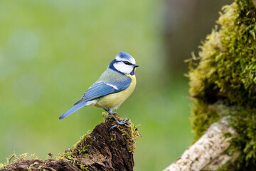 Blaumeise (Cyanistes caeruleu)