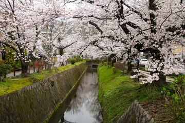哲学の道の桜