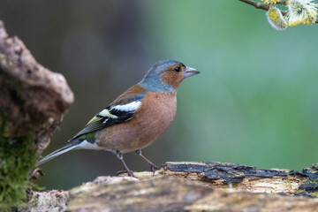 Buchfink (Fringilla coelebs)