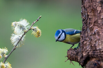 Blaumeise (Cyanistes caeruleu)