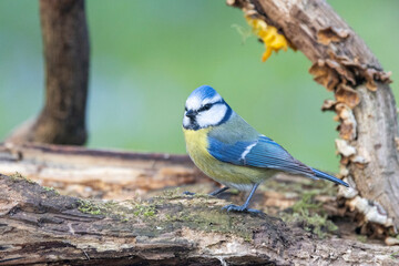 Blaumeise (Cyanistes caeruleu)