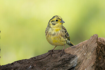 Goldammer (Emberiza citrinella)