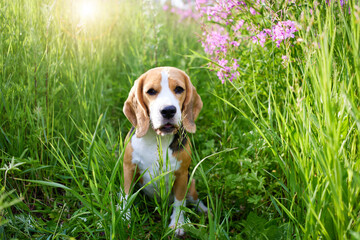 Cute beagle dog in a in blooming lilac flowers of in fireweed. A pet in nature, in the tall grass. 