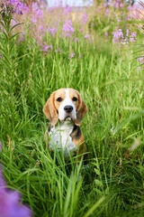 The beagle dog in a in lilac flowers, blooming field of in fireweed. A pet in nature, in the tall grass. Vertical orientation.