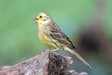 Goldammer (Emberiza citrinella)