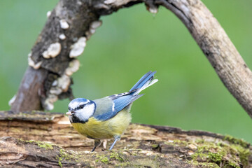 Obraz premium Blaumeise&nbsp;(Cyanistes caeruleu) 