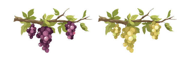 Grapevine - vector illustration. Design elements with a branch vine with leaves and black berries. Freehand drawing in watercolor style.