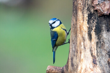 Blaumeise (Cyanistes caeruleu)