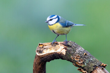 Blaumeise (Cyanistes caeruleu)