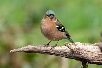Buchfink (Fringilla coelebs)