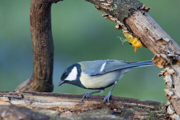 Kohlmeise (Parus major)