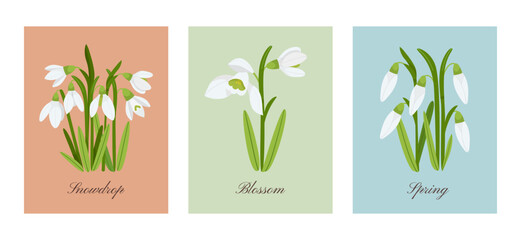 Vertical botanical posters with snowdrops flowers vector set