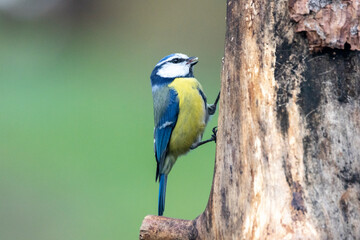 Blaumeise (Cyanistes caeruleu)