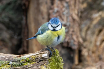 Blaumeise (Cyanistes caeruleu)