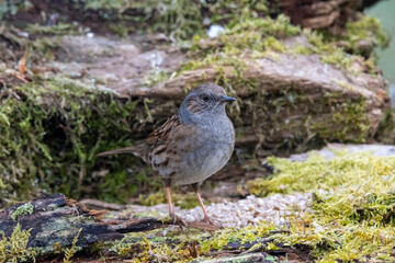 Heckenbraunelle (Prunella modularis)