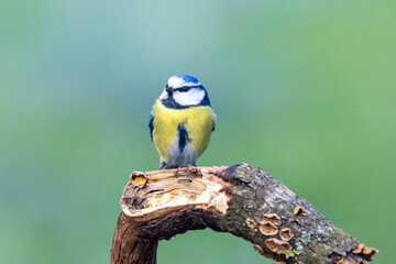 Blaumeise (Cyanistes caeruleu)