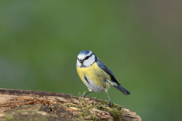 Blaumeise (Cyanistes caeruleu)