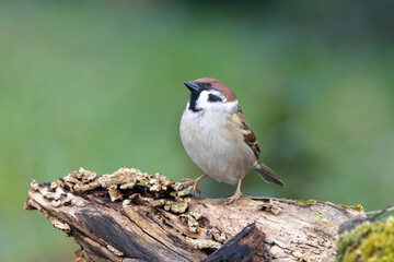 Feldsperling oder Feldspatz (Passer montanus)