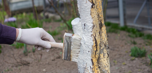 a male farmer covers a tree trunk with protective white paint against pests.