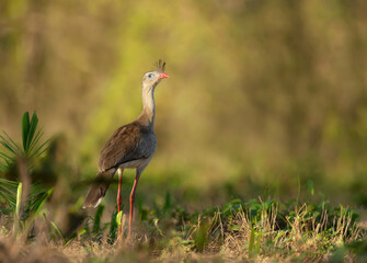 Red legged seriema standing in a grass field