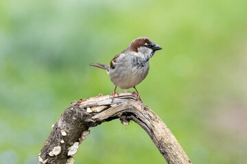 Haussperling (Passer domesticus)