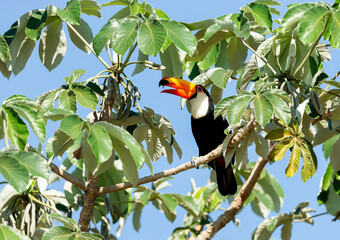 Naklejka premium Toco Toucan perched in a tree