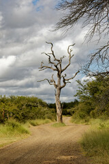 dry lead wood tree in the middle of a sand road under cloudy sky