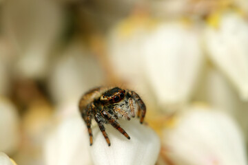 Cat Jumping spider (Nekohaetori spider) sitting on the flowerhead of white Japanese andromeda. Ecological close up macro photograph.