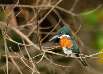 Close up of a Green kingfisher perched on a tree branch