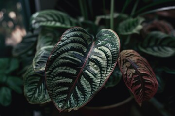 Maranta. Maranta leuconeura houseplant with exotic foliage. Home greenery. Generative AI - obrazy, fototapety, plakaty