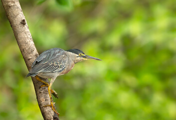 Close up of a perched Striated heron
