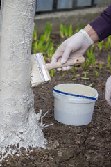 a male farmer covers a tree trunk with protective white paint against pests.