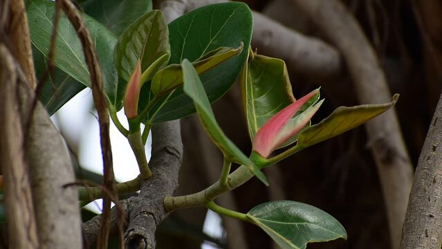 banyan fruit, Ficus benghalensis, commonly known as the banyan, banyan fig and Indian banyan, is a tree native to the Indian Subcontinent.