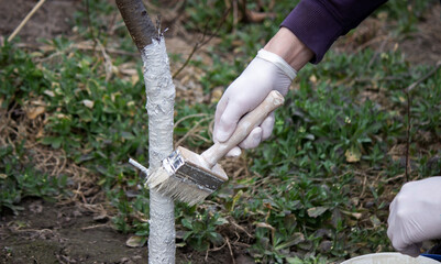 a male farmer covers a tree trunk with protective white paint against pests.