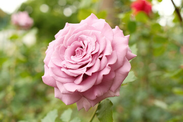 赤紫色の大輪のバラの花