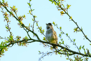 Blackcap (Sylvia atricapilla) in morning sunlight, singing, taken in London