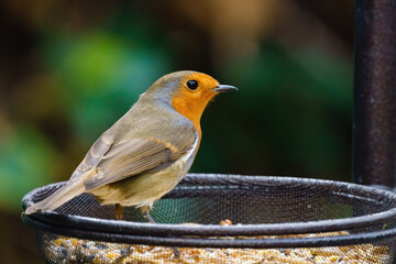 European Robin (Erithacus rubecula) standing in a bowl of bird food, taken in the summer in Lonfon, England