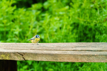 Blue Tit (Cyanistes caeruleus) on a wooden branch, taken in London